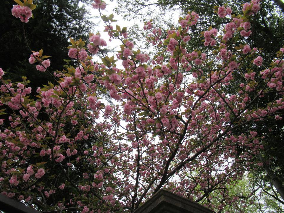 ベーリック・ホール 桜開花情報(ヤエザクラ)【2022年4月14日】の写真