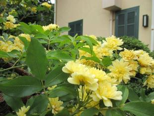 山手234番館の花達