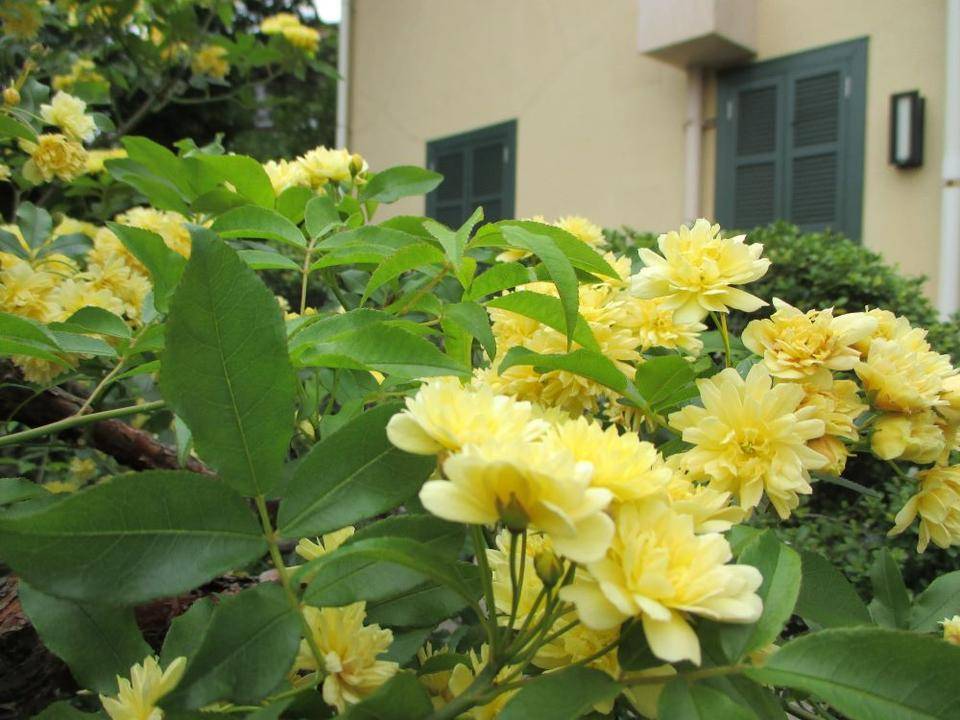 山手234番館の花達の写真