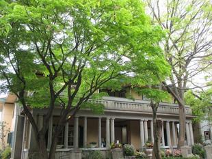 山手234番館 現在の紫陽花&モミジ