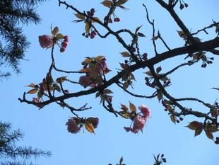 ベーリック・ホール　桜開花情報　八重桜【2022年4月8日】