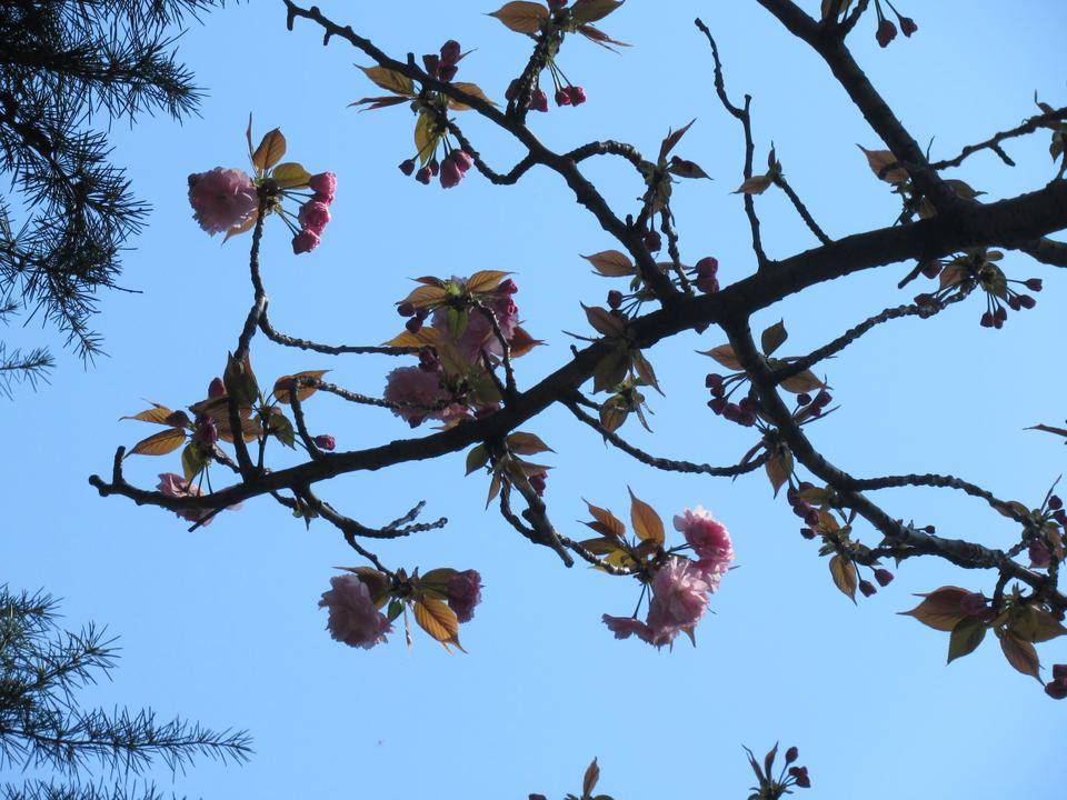 ベーリック・ホール 桜開花情報 八重桜【2022年4月8日】の写真