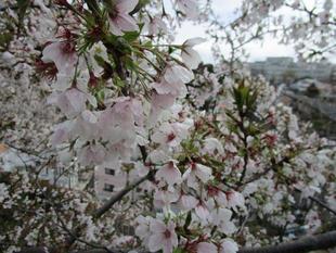 ブラフ18番館　花冷え　