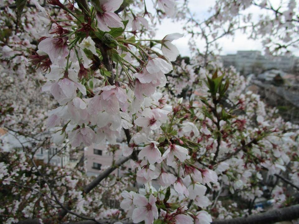 ブラフ18番館 花冷え の写真