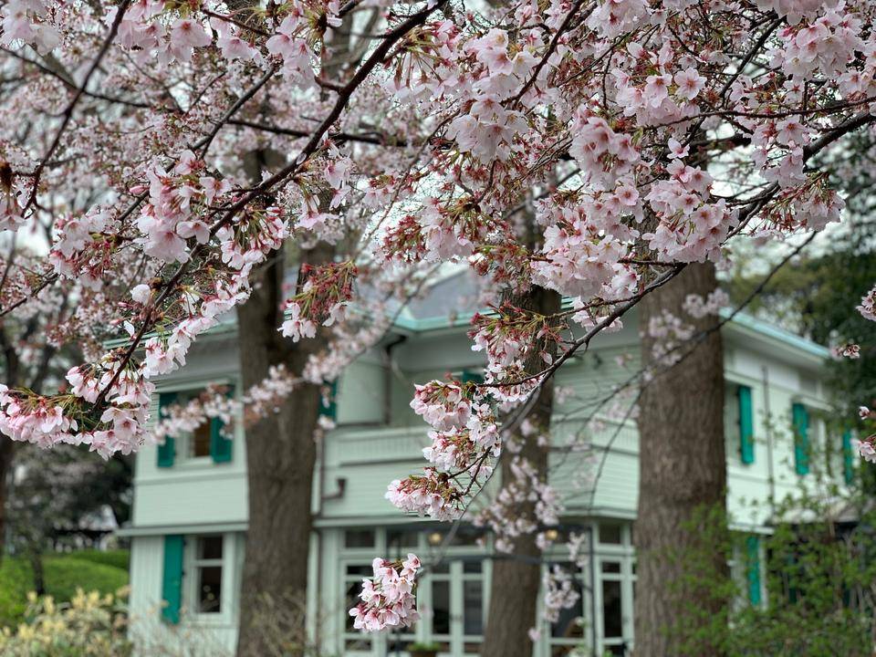 エリスマン邸 桜開花情報【2022年4月3日】の写真