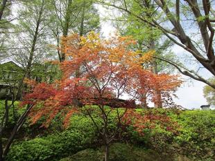 ブラフ18番館　デショウジョウ