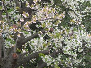 ベーリック・ホール　桜開花情報【2022年4月3日】