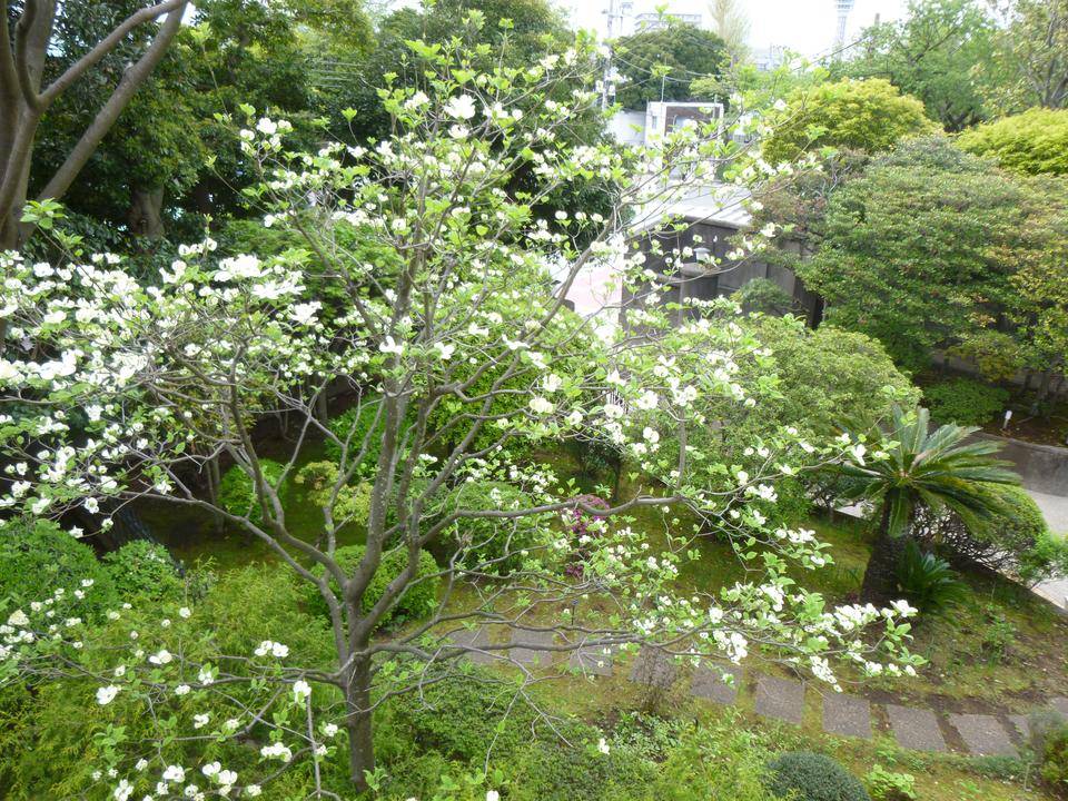 横浜市イギリス館 ハナミズキとツツジの写真