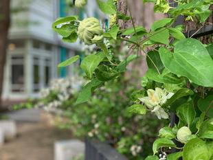 エリスマン邸　前庭の花