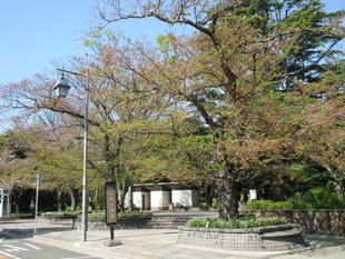山手234番館　桜開花情報【2022年4月10日】