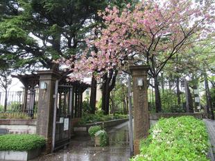 ベーリック・ホール　桜開花情報（ヤエザクラ）【2022年4月15日】