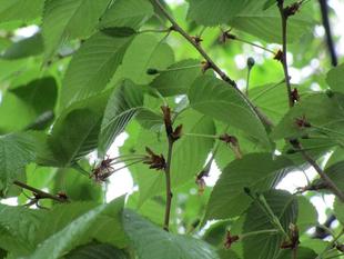 ブラフ18番館　三種の実