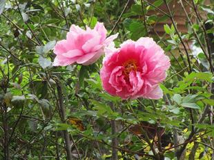 ブラフ18番館　立てばシャクヤク