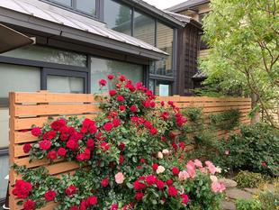 外交官の家　バラの香りにつつまれて