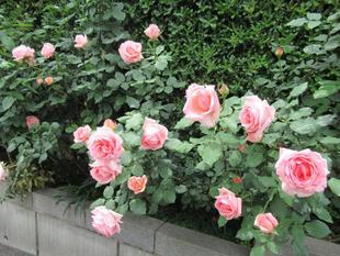 ベーリック・ホール　庭園の様子