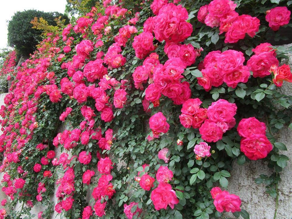 ブラフ18番館　庭園のバラの写真