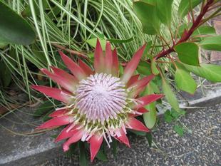 ベーリック・ホール　キングプロテアが咲きました