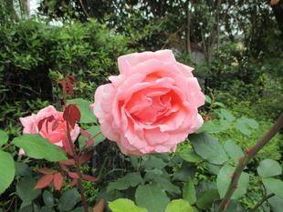 山手234番館　お庭のお花