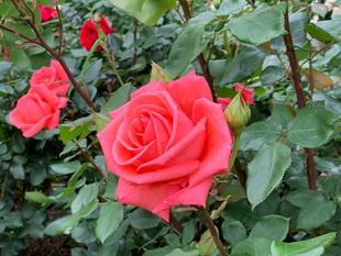 外交官の家　山手イタリア庭園のバラ