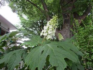 エリスマン邸　5月の前庭