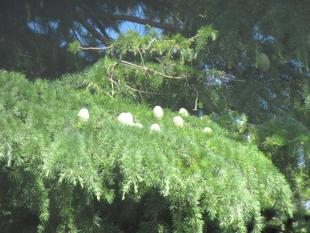 ベーリック・ホールは緑いっぱい