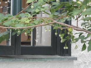 山手111番館 エゴノキの実