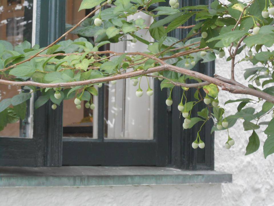 山手111番館　エゴノキの実の写真