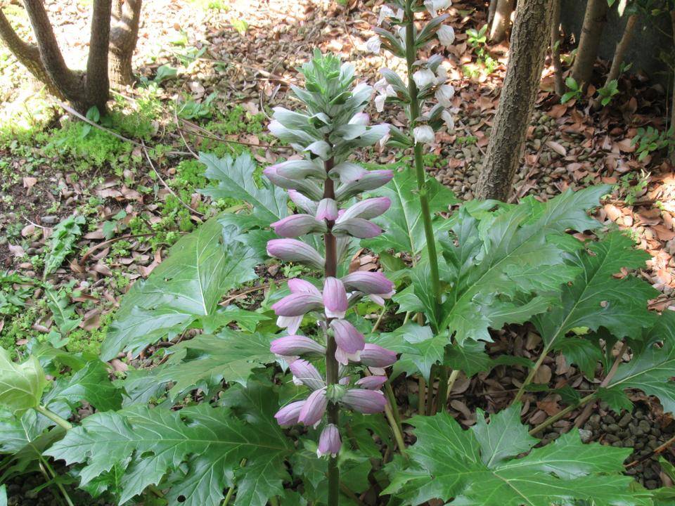 ベーリック･ホール　アカンサスが咲いています。の写真