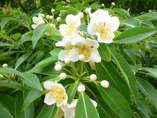 横浜市イギリス館 イジュの花