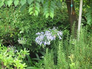 山手234番館 裏庭のお花