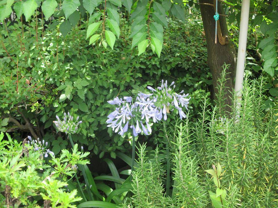 山手234番館　裏庭のお花の写真