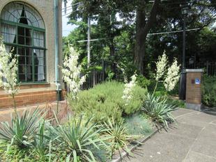 ベーリック・ホール　イトランが咲きました