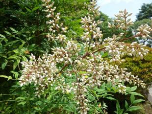 横浜市イギリス館 南天が咲き始めました