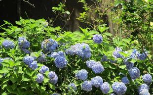 ブラフ18番館　アジサイが見頃です