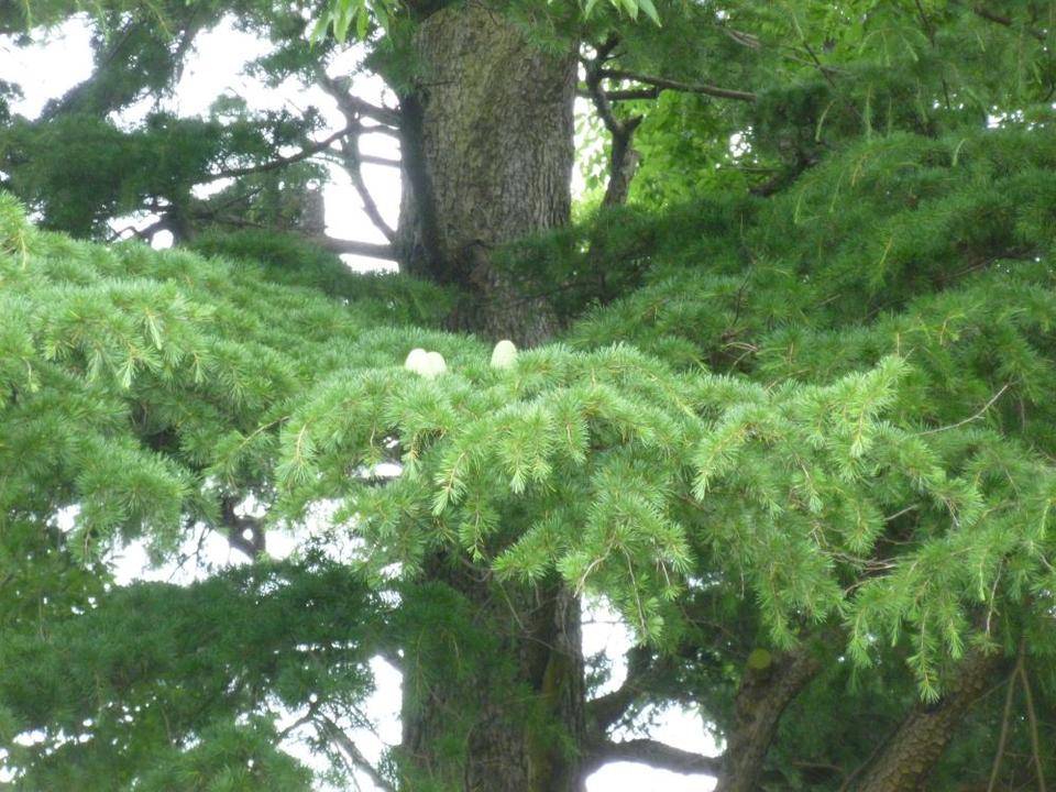 横浜市イギリス館 ヒマラヤスギにたまご?!の写真