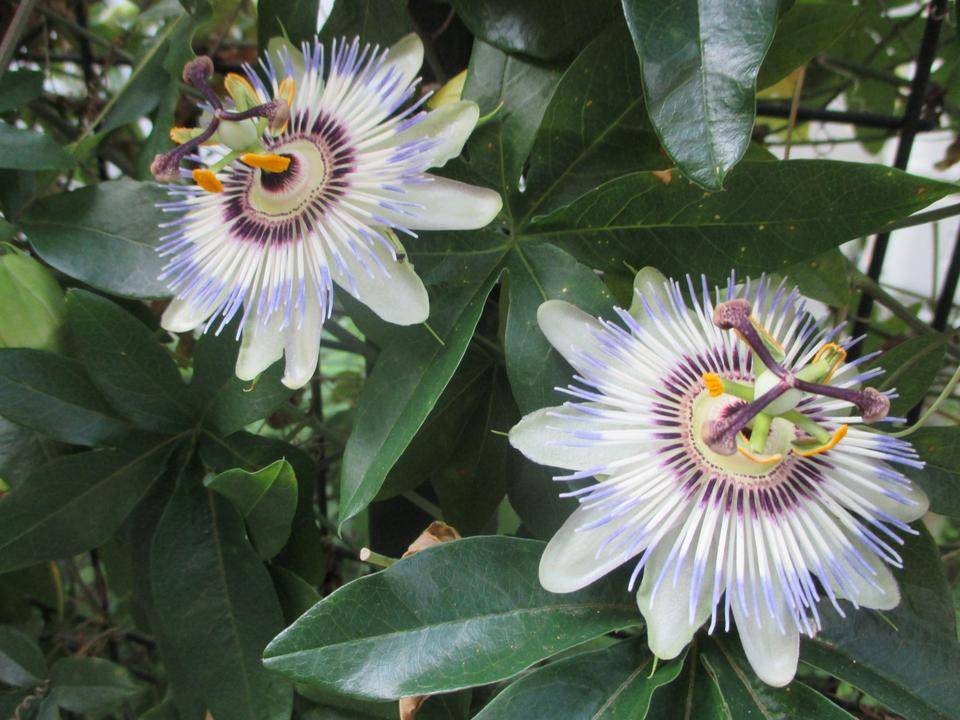 山手234番館　トケイソウの写真