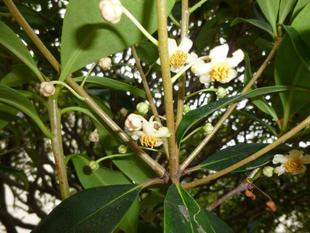 横浜市イギリス館　モッコクの花 