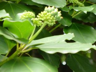 横浜市イギリス館　秋への準備