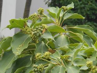 山手111番館　カクレミノの木