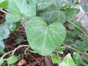 べーリック・ホール 今朝の庭園の様子