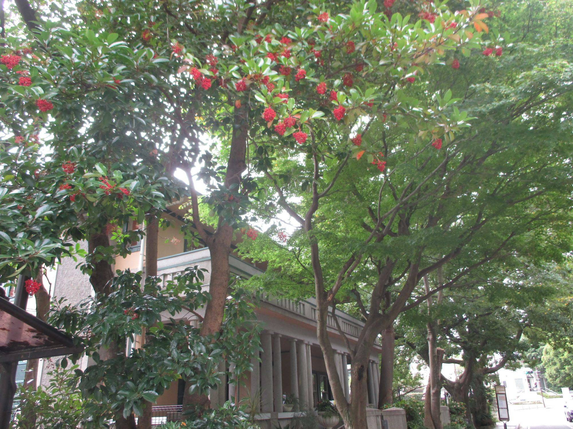 山手234番館の花と樹の写真