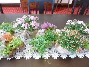 横浜市イギリス館　重陽の節句『菊尽くし』