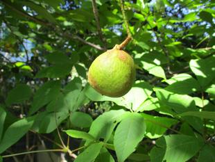 エリスマン邸　アーチ門の植栽