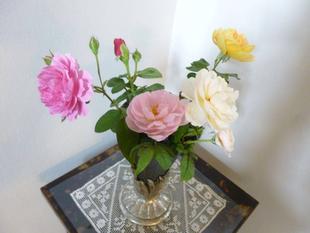 港の見える丘公園のバラをいただきました。