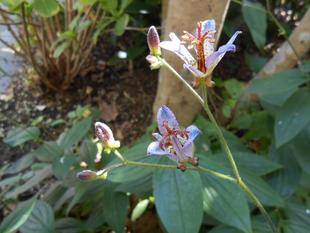 山手111番館　秋のお庭の様子