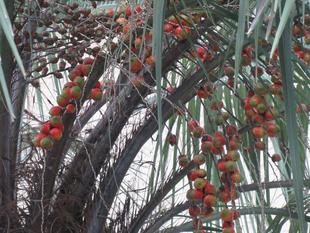 ベーリック・ホール　庭園の様子