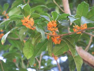 べーリック・ホール　秋の庭園の様子