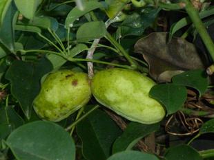 イギリス館　秋の庭