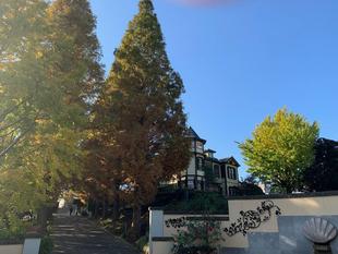 外交官の家「山手イタリア山庭園 メタセコイア並木の紅葉 Part2」