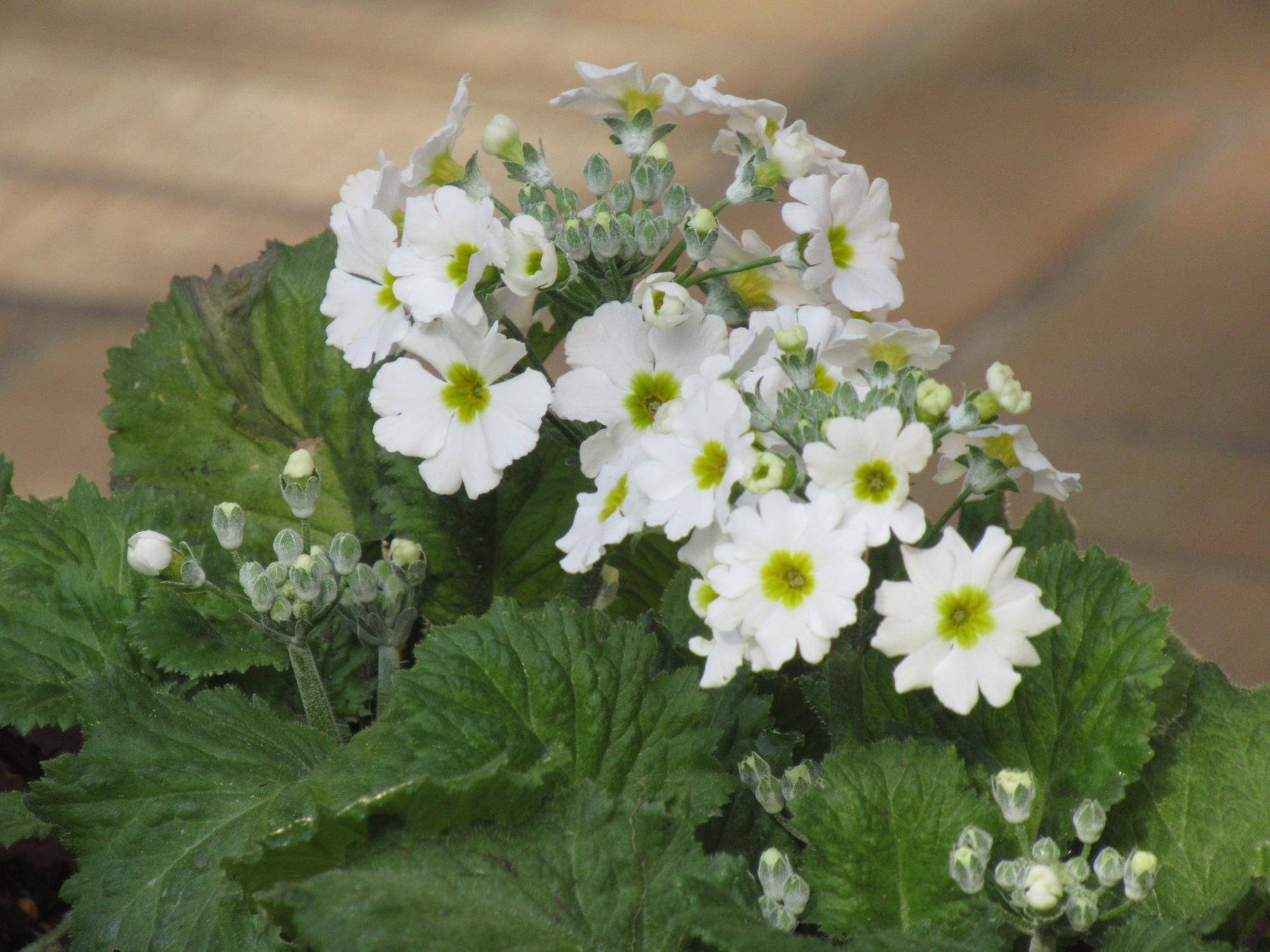 ベーリック・ホール　冬の花苗に植替えましたの写真